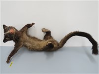 藏品(白鼻心    )的圖片